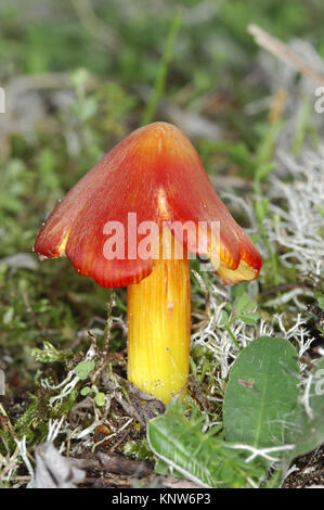 Waxcap - Hygrocybe Conica Schwärzung Stockfoto