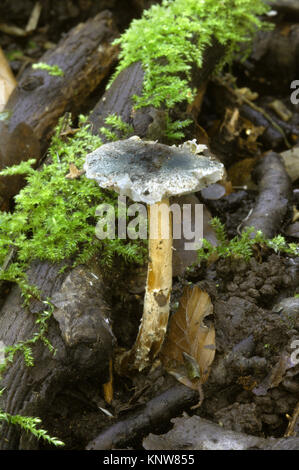 Grün - Lepiota grangei Dapperling Stockfoto