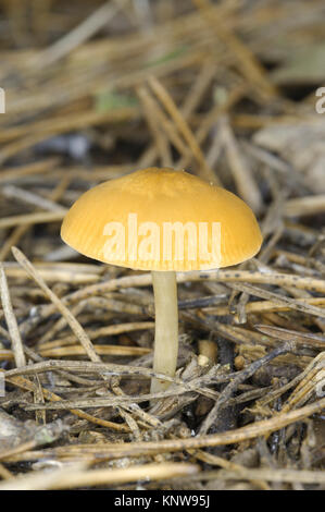 Lion Shield - Pluteus leoninus Stockfoto