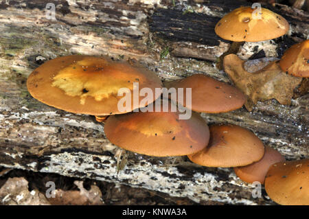 Ummanteltes Woodtuft - Kuehneromyces mutabilis Stockfoto