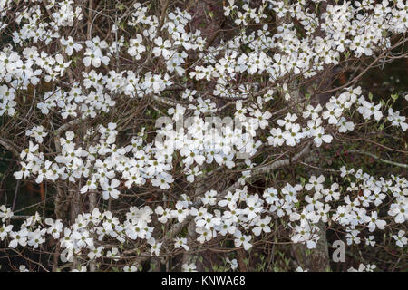 Blühende Hartriegel (Cornus Florida) blühen auf bluff in Congaree National Park, South Carolina. Stockfoto