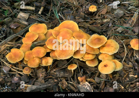 Gemeinsame Rustgill - Gymnopilus penetrans Stockfoto