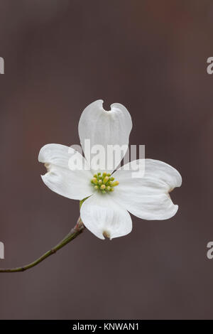 Blühende Hartriegel (Cornus Florida) blühen auf bluff in Congaree National Park, South Carolina. Stockfoto