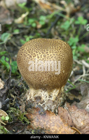 Leopard Earthball - Sklerodermie areolatum Stockfoto