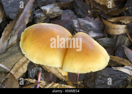 Gemeinsame Rustgill - Gymnopilus penetrans Stockfoto