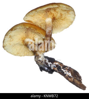 Gemeinsame Rustgill - Gymnopilus penetrans Stockfoto