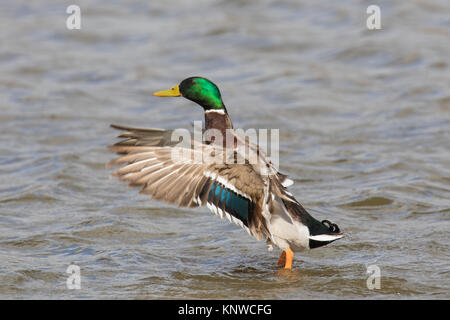 Mallard/Wild Duck (Anas platyrhynchos) männlich/Drake im See Schlagflügel Stockfoto