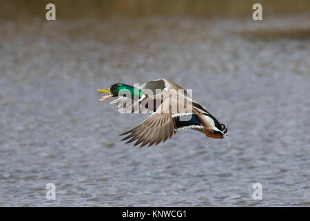 Mallard/Wild Duck (Anas platyrhynchos) männlich/Drake anrufen kann, während weg von Wasser im See Stockfoto