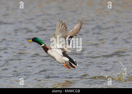 Mallard/Wild Duck (Anas platyrhynchos) männlich/Drake vom Wasser im See Stockfoto