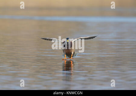 Mallard/Wild Duck (Anas platyrhynchos) männlich/drake Landung im Wasser des Sees mit offenen Flügeln und Beinen gestreckt nach vorn Stockfoto