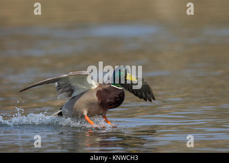 Mallard/Wild Duck (Anas platyrhynchos) männlich/drake Landung im Wasser des Sees mit offenen Flügeln und Beinen gestreckt nach vorn Stockfoto