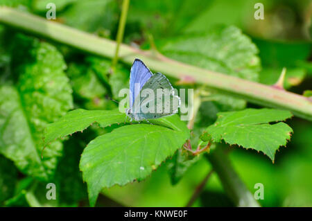 Holly Blue, Schmetterling, "Celastrina argiolas', April und Mai, August, Gärten und Parks, Somerset, England, Großbritannien Stockfoto