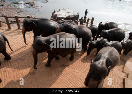 Herde asiatischer Elefanten im Elefanten-Waisenhaus Pinnawela zu Fuß durch die Straße in Sri Lanka Stockfoto