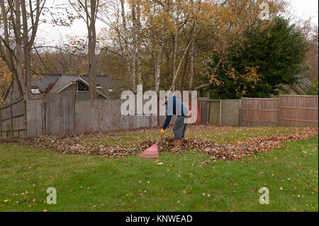 Der bärtige Mann fegt Blätter von Nachbarn Bäume, die auf Rasen im Garten gelandet haben eine mühsame Aufgabe im Herbst nie endenden Stockfoto