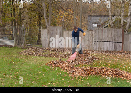 Der bärtige Mann fegt Blätter von Nachbarn Bäume, die auf Rasen im Garten gelandet haben eine mühsame Aufgabe im Herbst nie endenden Stockfoto