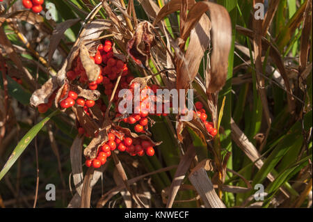 Helles orange rot herbst Samen der BRITISCHEN gebürtigen Briten stinking Iris, Iris foetidissima wo Pods bis bereit für Zerstreuung geöffnet haben Stockfoto