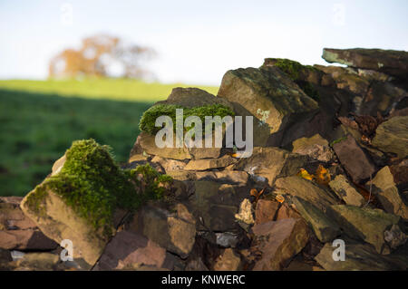 Stein mit Moos im Vordergrund mit Feld im Hintergrund Stockfoto