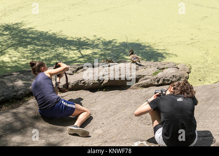 NEW YORK CITY - 10. Juli: Mädchen nehmen Bilder von Enten in der Nähe von Turtle Pond im Central Park am 10. Juli 2015 in New York. Der Central Park ist ein städtischer Park in Stockfoto