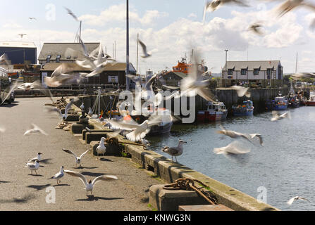 Möwen um sich scharen, am Kai im Paßgang in Northumberland, landen und aus. Stockfoto