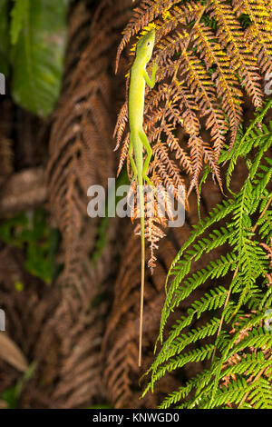 Anolis Eidechse Rastplätze auf einen Baum farn Blätter in der Nacht in den Regenwald, die Cordillera Del Condor im ecuadorianischen Amazonas Stockfoto