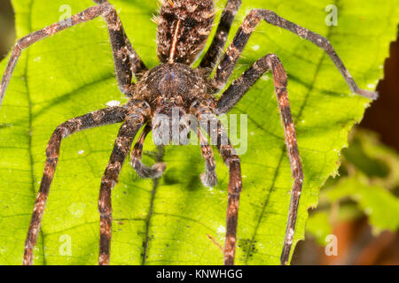 Spider im Unterwuchs von montane Regenwald in der Cordillera Del Condor, der ecuadorianischen Amazonas. Ein Bereich von außerordentlich hoher Biodiversität und Ende Stockfoto