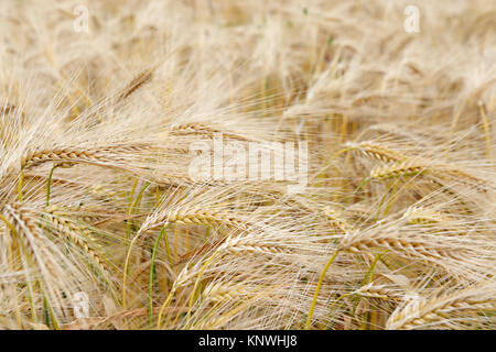 Reifen Weizen Pflanzen im Feld closeup Foto Stockfoto