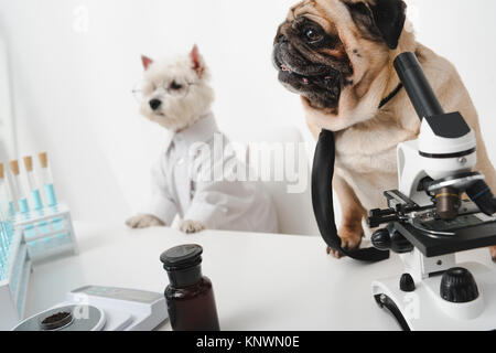 Hunde Wissenschaftler im Labor Stockfoto