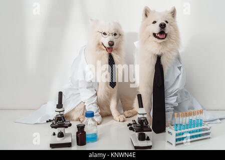 Hunde Wissenschaftler in Labormäntel Stockfoto