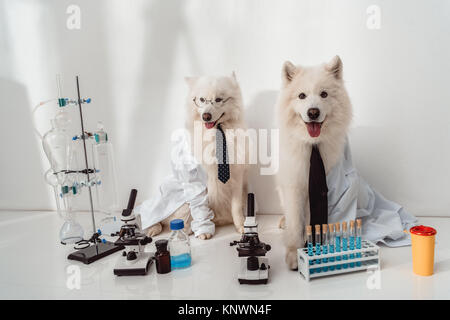 Hunde Wissenschaftler in Labormäntel Stockfoto