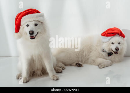 Flauschige Hunde in Santa Hüte Stockfoto