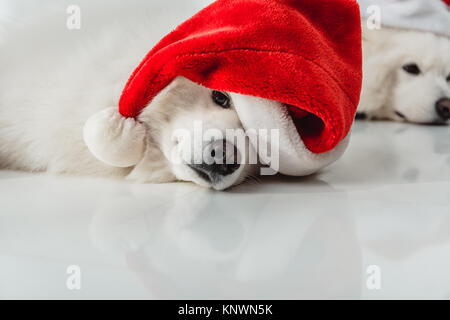 Flauschige Hunde in Santa Hüte Stockfoto