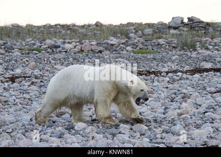 Eisbär (Ursus Maritimus) entlang der felsigen Küste in der Nähe von Arviat, Nunavut Kanada Stockfoto