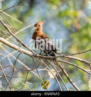 Ein wiedehopf Vogel in einem Baum im Südlichen Afrika gehockt Stockfoto