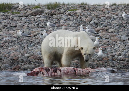 Eisbär (Ursus Maritimus) Essen ein Wal Karkasse entlang der Küste in der Nähe von Arviat, Nunavut Kanada Stockfoto