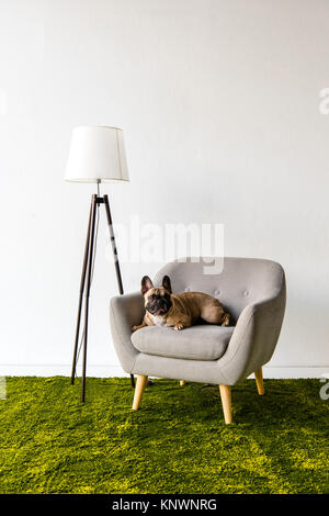 Hund liegend auf einem Sessel im Zimmer Stockfoto