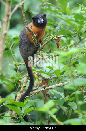 Golden-mantled Tamarin (Saguinus tripartitus). Yasuni Nationalpark, Amazon, Ecuador. Stockfoto