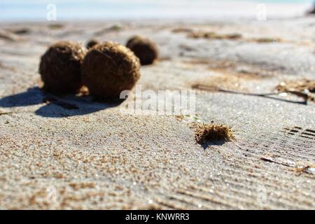 Trockenen ozeanischen Posidonia seaweed Kugeln auf den Strand und Sand Textur an einem sonnigen Tag im Winter Stockfoto
