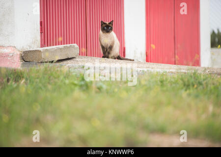 Eine Siam Katze schaut erwartungsvoll in der Nähe der Behälter der Proserpina, Badajoz, Extremadura, Spanien ein stürmischer Tag. Stockfoto