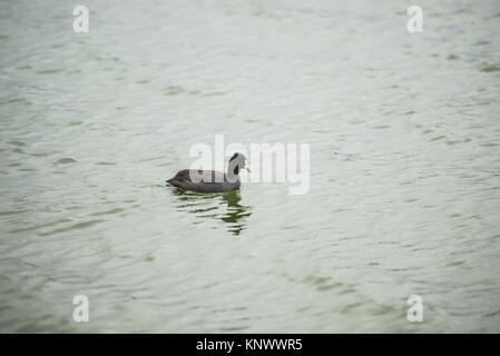 Ein blässhuhn in das Wasser der Proserpina Reservoir, Badajoz, Extremadura, Spanien ein stürmischer Tag. Stockfoto