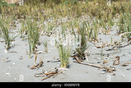 Nahaufnahme der Stacheligen drop-seed, Sporobolus pungens. Es ist eine Pflanzenart in der Familie der, charakteristisch für die sandigen Böden. Stockfoto