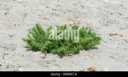 Nahaufnahme der seepweed, Suaeda spicata. Es handelt sich um eine mediterrane Pflanze, die in salzhaltigen Böden und Flutbare Eimer von der felsigen Küste wächst. Stockfoto