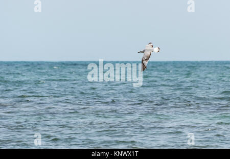 Audouin's Gull, Larus audouinii, im Flug. Es ist eine bedrohte Möwe auf den Mittelmeerraum beschränkt und der Westküste von Afrika südlich der Sahara. Stockfoto