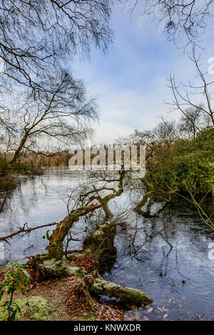 Winter Szene, bolam Lake Country Park, Northumberland, Großbritannien Stockfoto