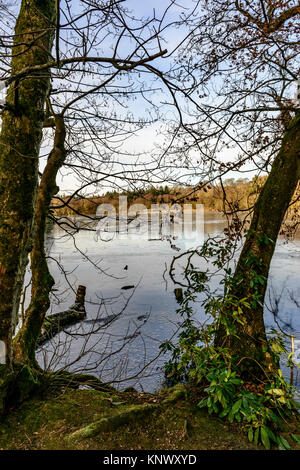 Winter Szene, bolam Lake Country Park, Northumberland, Großbritannien Stockfoto