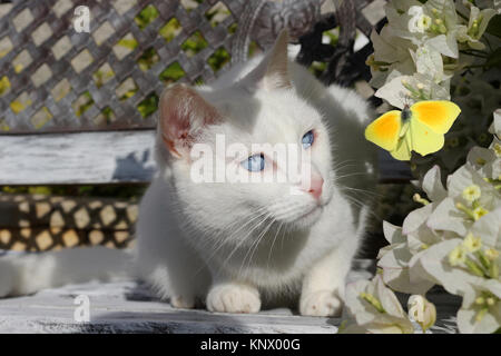 Weiße Katze einen gelben Schmetterling Stockfoto