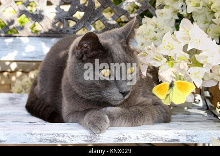 Blaue Katze einen gelben Schmetterling Stockfoto