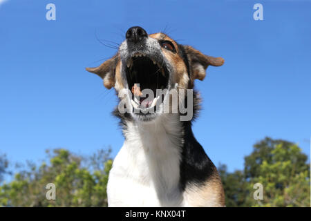 Jack Russell hund Fänge ein köstliches Stockfoto