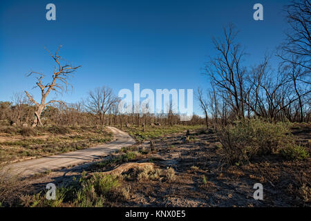 Tote oder Sterbende Bäume im Wald in der Nähe des Murray River im Murray Darling Beckens in Metall-beschaeftigten Victoria. Jahre anhaltender Trockenheit mit seinen associa Stockfoto