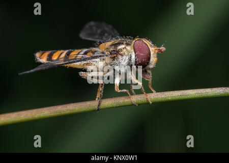 Marmalade Hoverfly (Episyrphus balteatus) auf pflanzlichen Stammzellen thront und in Pollen bedeckt. Thurles, Tipperary, Irland. Stockfoto