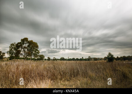 Schilf an den Ufern des Stausee Proserpina, Badajoz, Extremadura, Spanien ein stürmischer Tag. Stockfoto